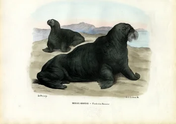 Walross, 1863-79